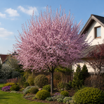 Slivka čerešňoplodá (Prunus cerasifera) ´NIGRA´ – výška 40-60 cm, kont. C2L